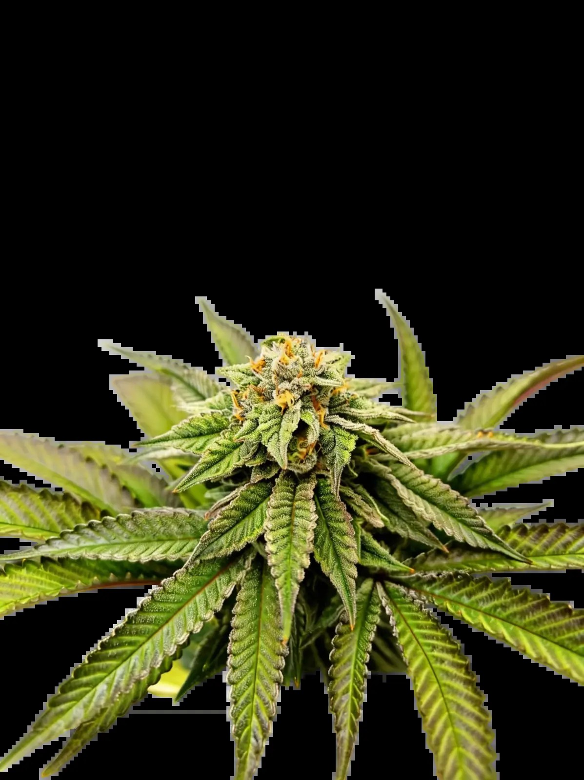 Over the Rainbow Feminized by The Grateful Seeds