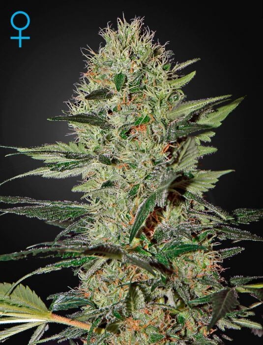Exodus Cheese Auto Autoflower by Green House seeds