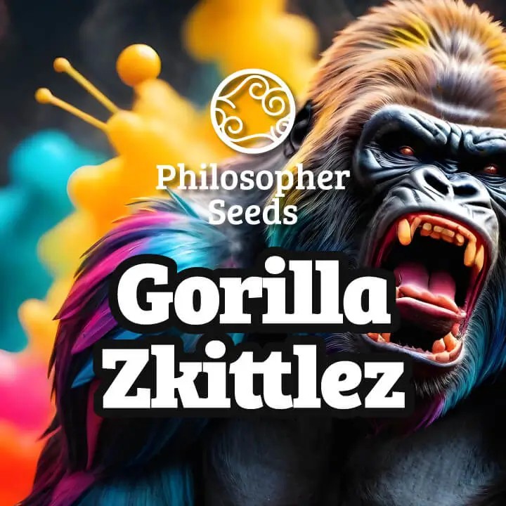 Gorilla Zkittlez Feminized by Philosopher Seeds