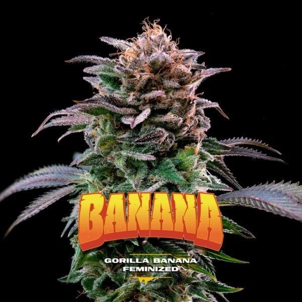 Gorilla Kingdom Banana Feminized by BSF Seeds
