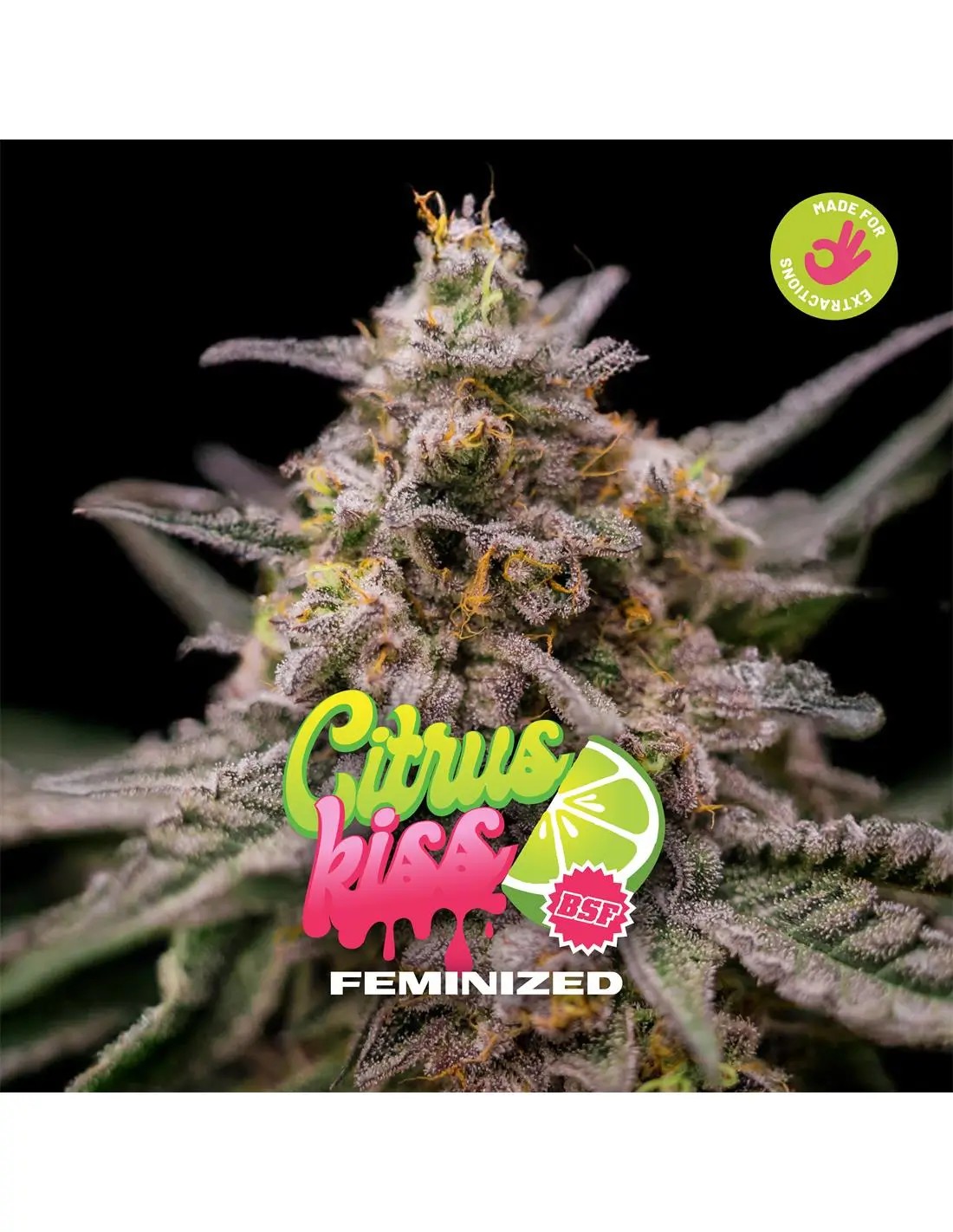 Citrus Kiss Feminized by BSF Seeds