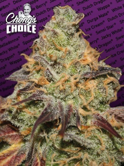 Blue Kush Berry Chong's Choice Feminized by Paradise Seeds