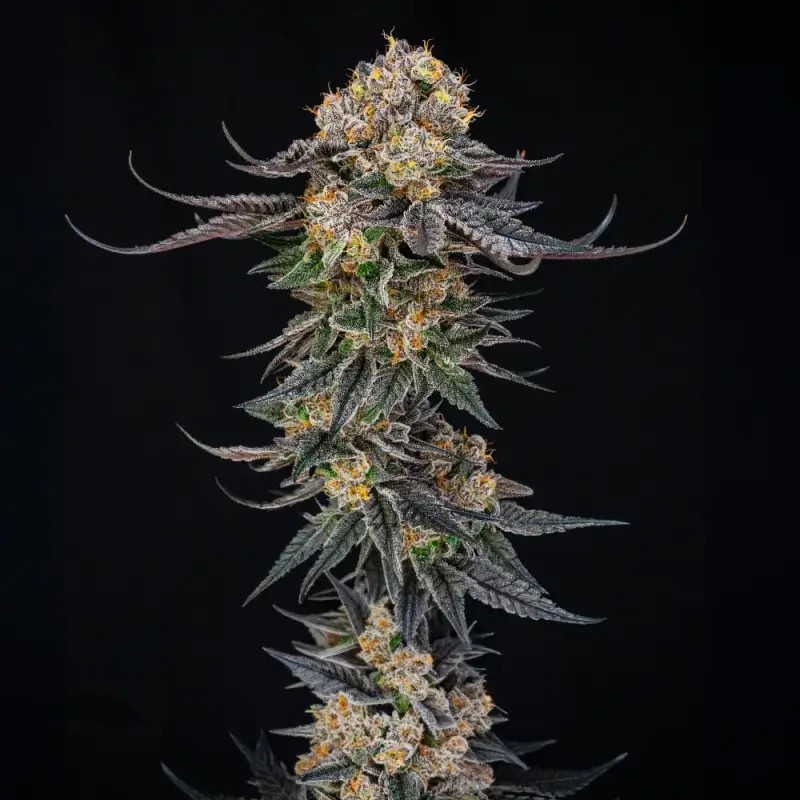 King of kings Feminized by Silent Seeds
