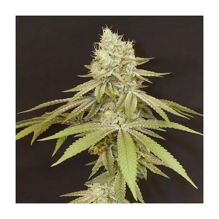 Izozki Boom Feminized by Bask Triangle Farms