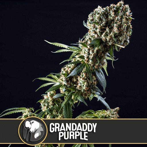 Granddaddy Purple Feminized by Blimburn Seeds