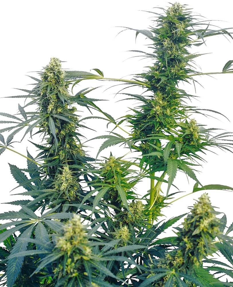 Guerrilla's Gusto Regular by Sensi Seeds
