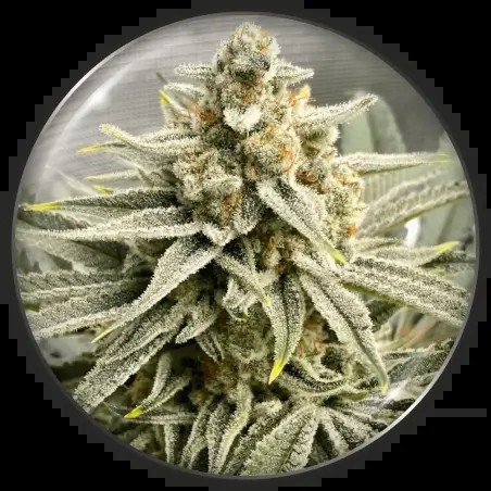 Grape Fuel Feminized by Medical Seeds