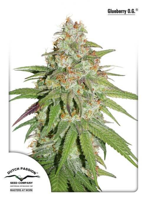 Glueberry O.G. Feminized by Dutch Passion