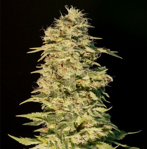 OG Lemon Bilbo Feminized by Genehtik