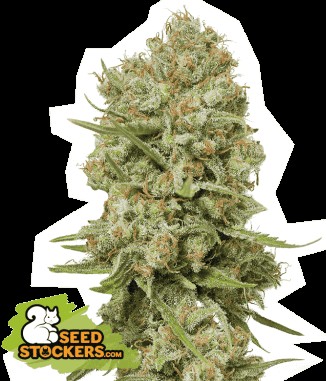 Green Crack Feminized by Seedstockers