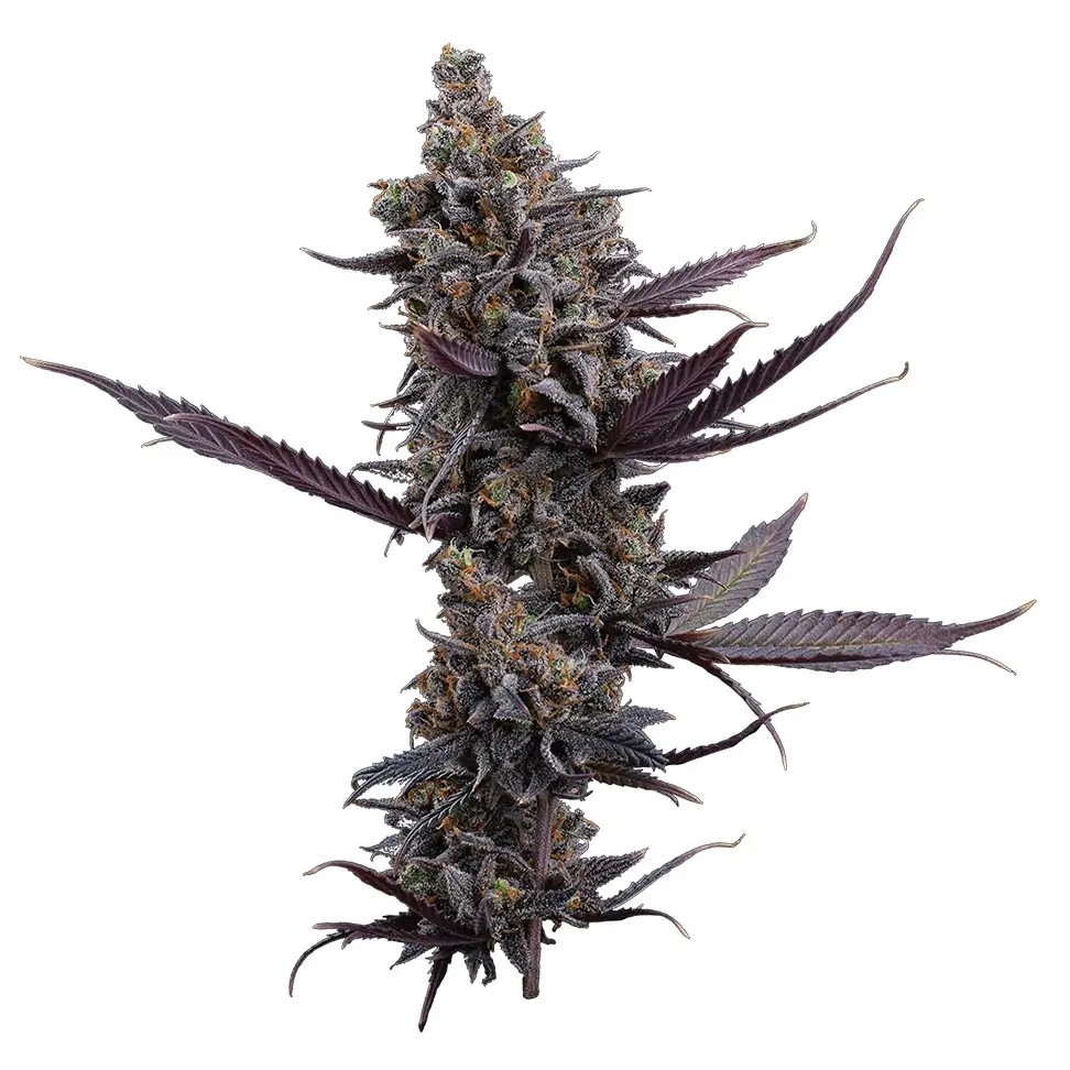 Cinderella Pineapple Feminized by Brothers Grimm Seeds