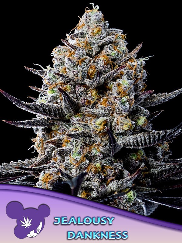 Jealousy Dankness Feminized by Anesia Seeds