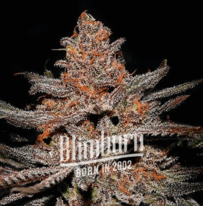 Ghost OG Feminized by Blimburn Seeds
