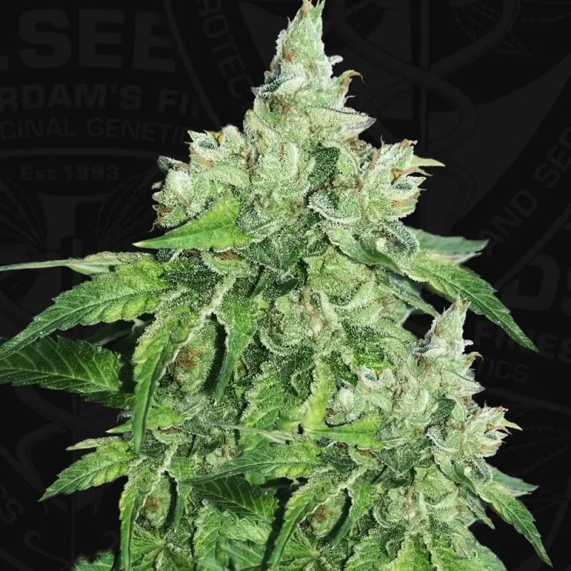 Citron Givré Feminized by T.H. Seeds