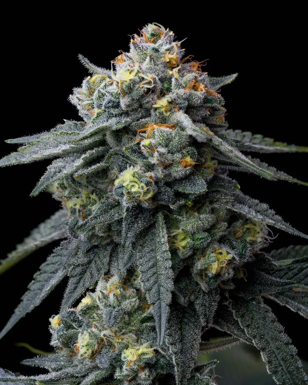 Jealousy Feminized by Barneys Farm
