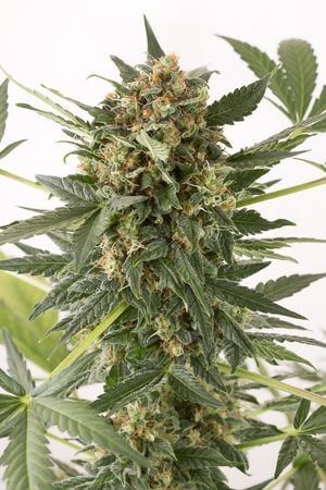 Kush 'N' Cheese Auto Autoflower by Dinafem
