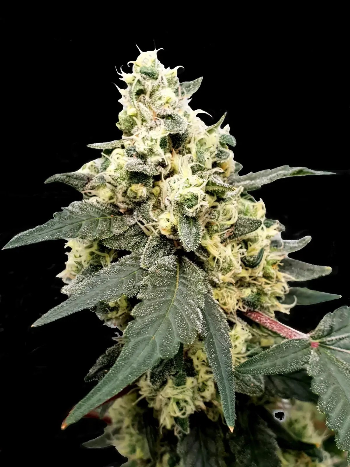 Lemonade Auto Autoflower by Paradise Seeds