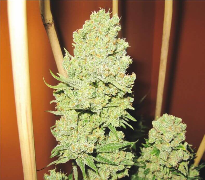 Channel+ Feminized by Medical Seeds