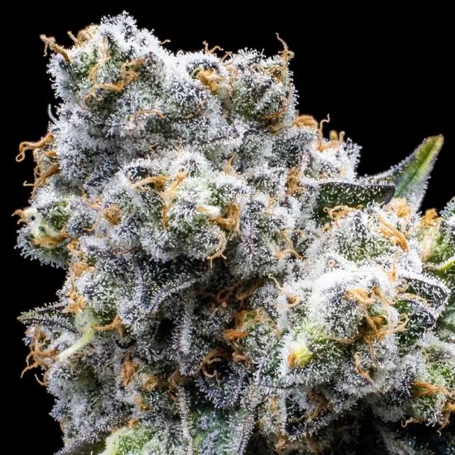 Grapes & Cream Feminized by Seedsman
