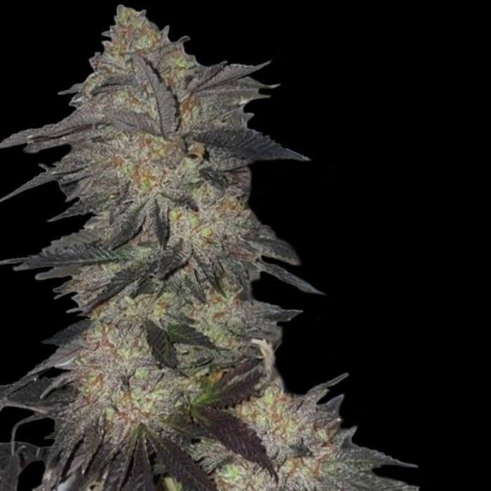 Jetlag - Malik Montana Feminized by The Plug Seedbank