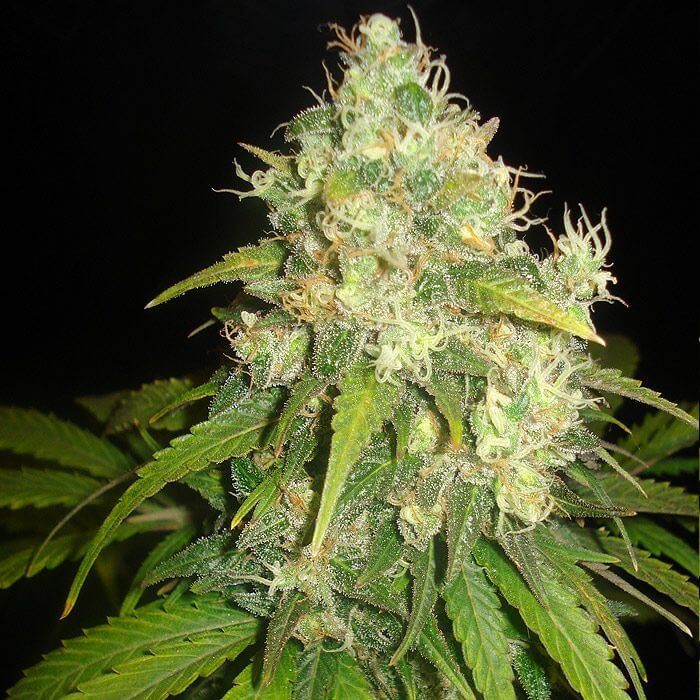 Fruity Chronic Juice Feminized by Delicious Seeds