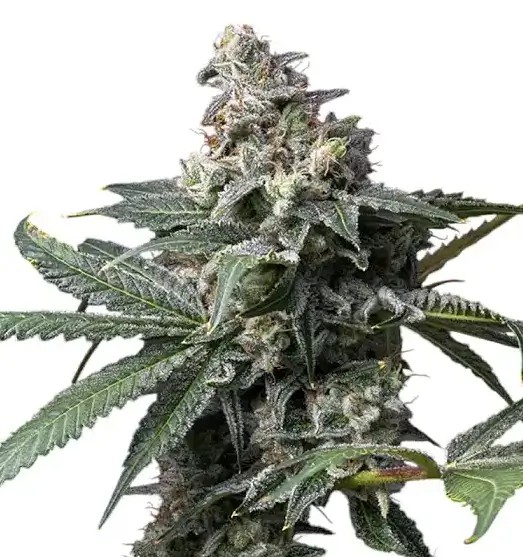 GMO x Hollywood Feminized by Cookies Seed Bank