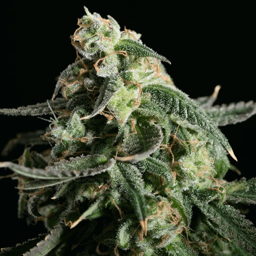 Girl Scout Cookies Feminized by Blimburn Seeds