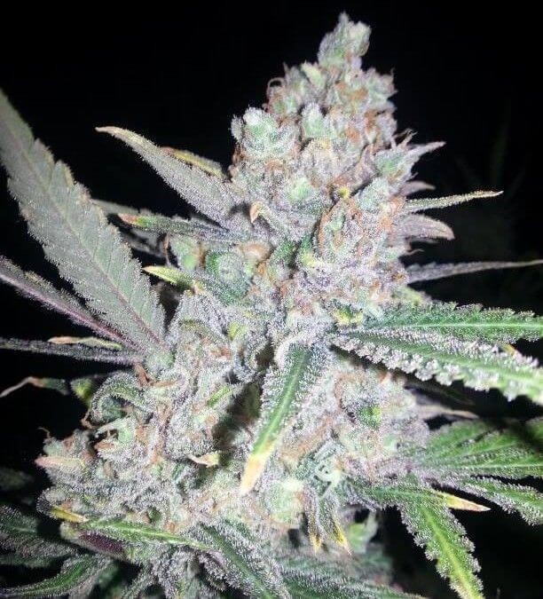 Fast Mass Haze Feminized by Paisa Seeds