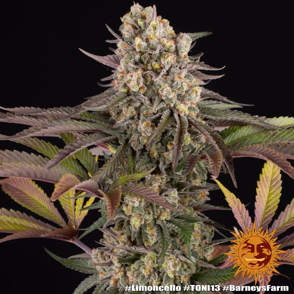 Limoncello Feminized by Barneys Farm