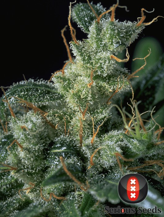 Kali Mist Regular by Serious Seeds