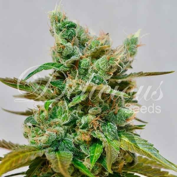 HoneyBells Feminized by Delicious Seeds