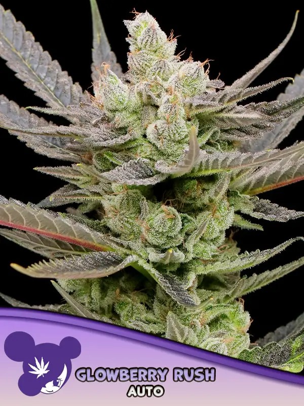 Glowberry Rush Auto Autoflower by Anesia Seeds