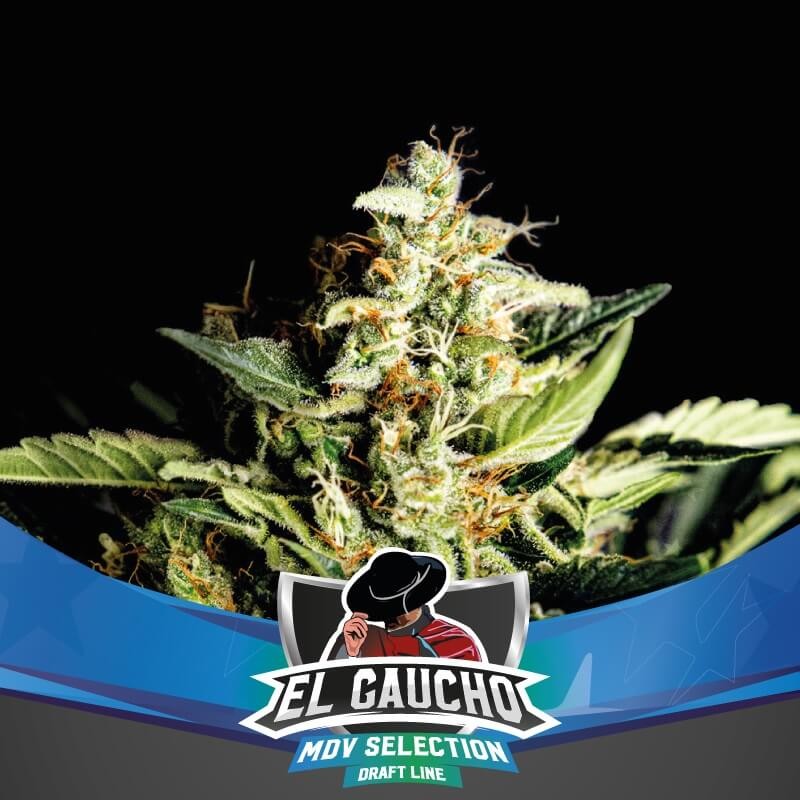 El Gaucho Fast Flowering Feminized by BSF Seeds
