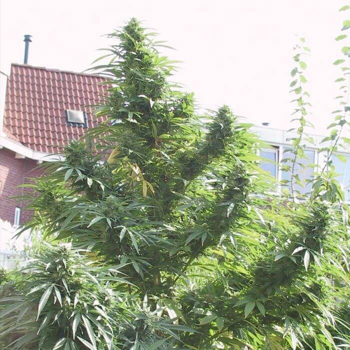 Easy Sativa Feminized by Female Seeds