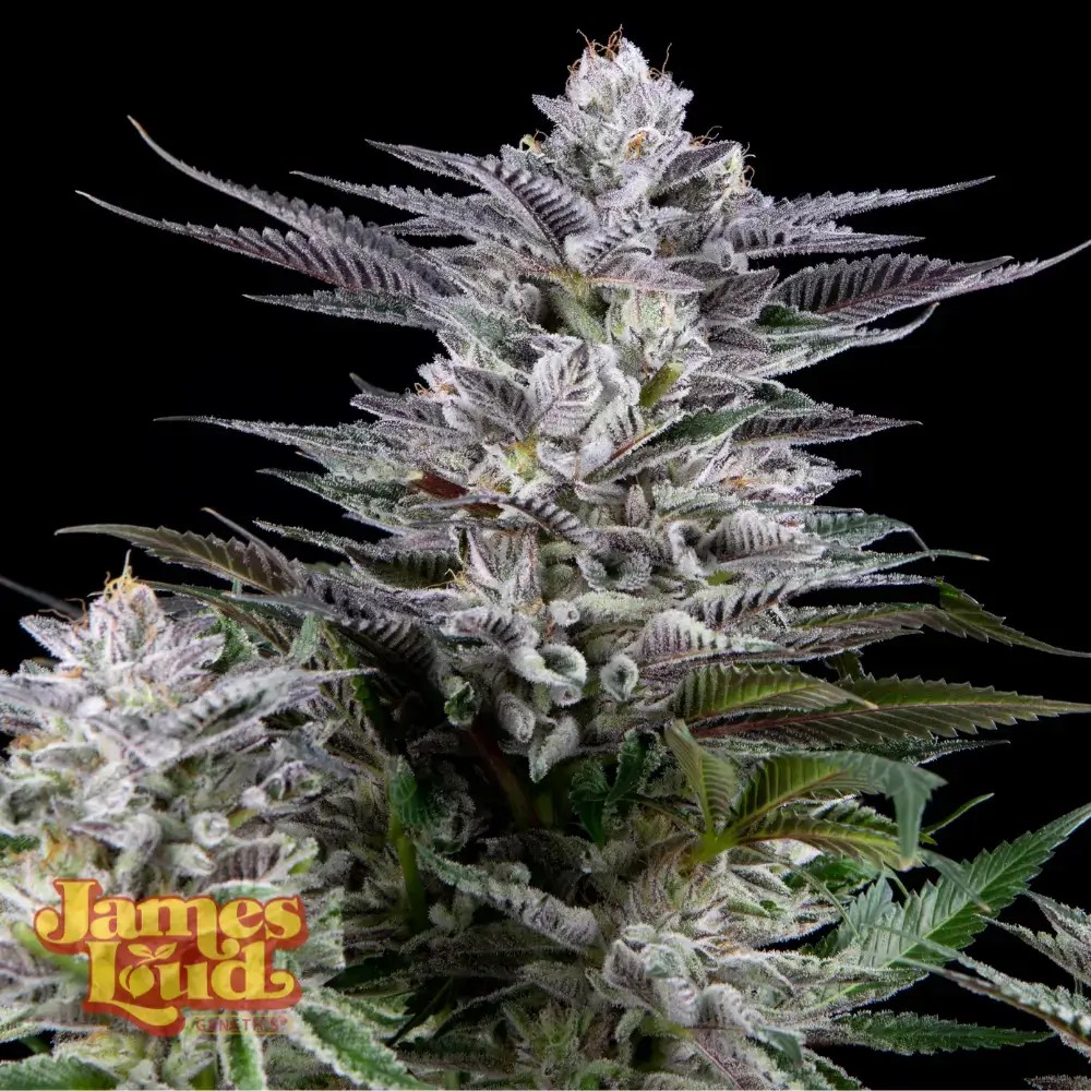 Gee Zee Feminized by James Loud Genetics