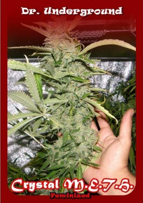 Crystal M.E.T.H. Feminized by Dr. Underground Seeds
