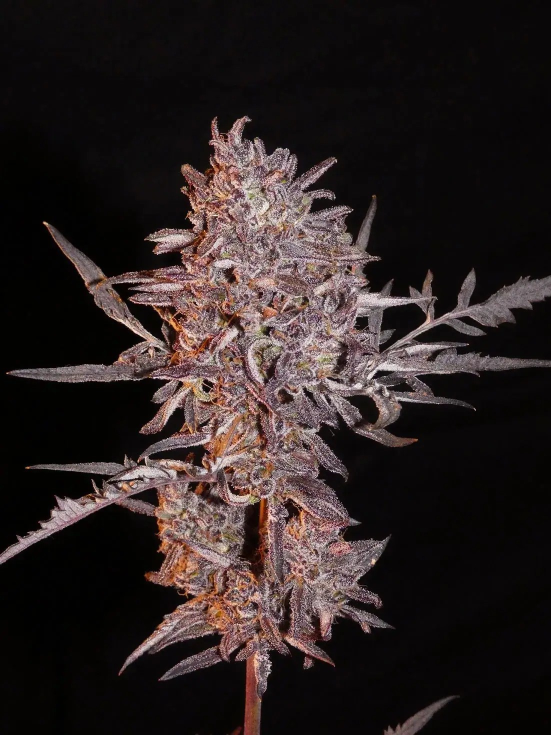 Frosty’s Auto Freak Autoflower by Khalifa Genetics