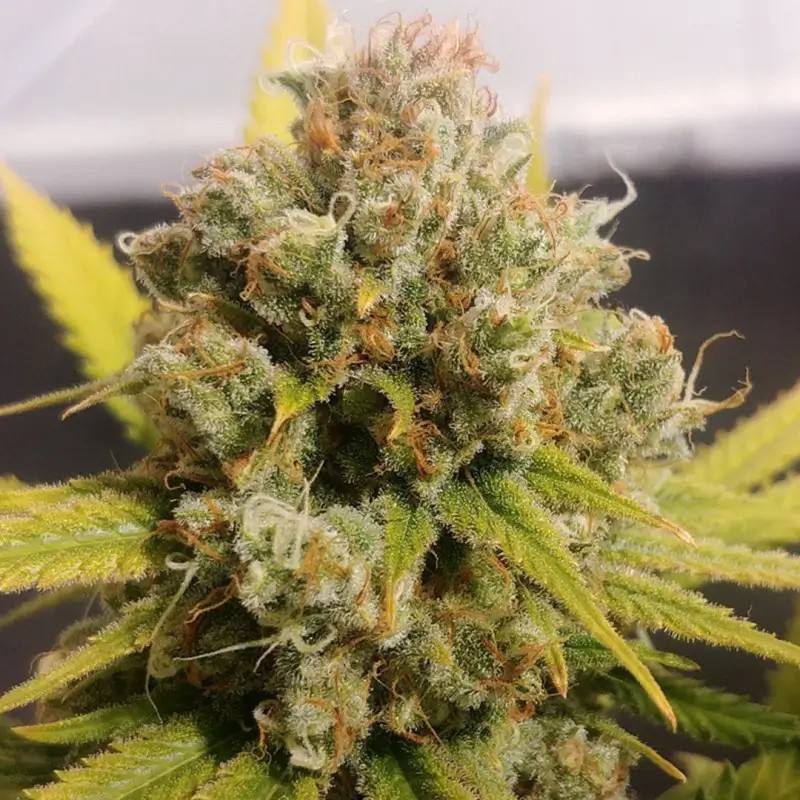 Lemon Z Feminized by Dutch Passion