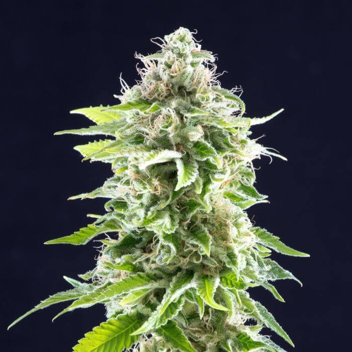 Cookies Haze Feminized by Kannabia