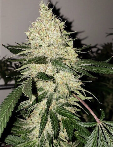 Lilac Diesel Bx4 Regular by Ethos Genetics