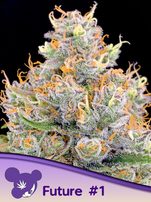 Future #1 Feminized by Anesia Seeds