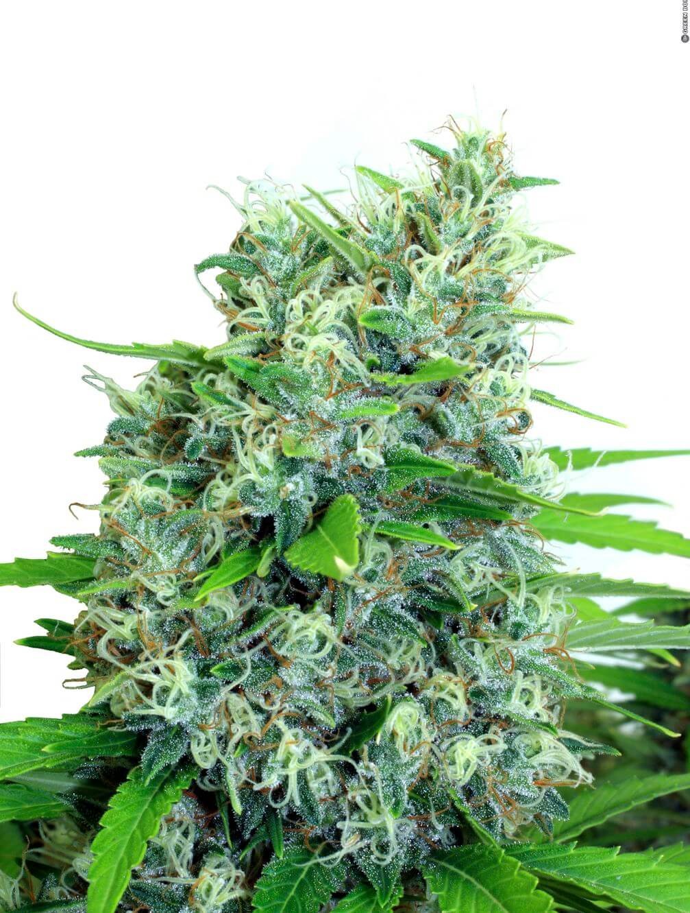 KaliBubba Regular by Serious Seeds