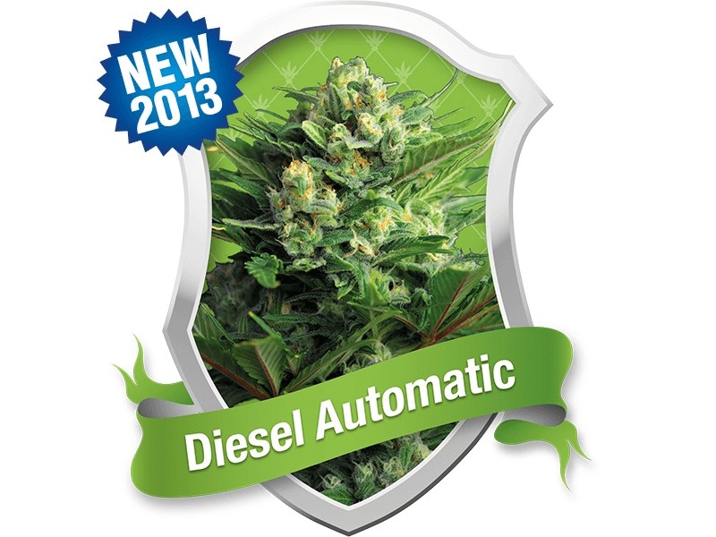 Diesel Automatic Autoflower by Royal Queen Seeds