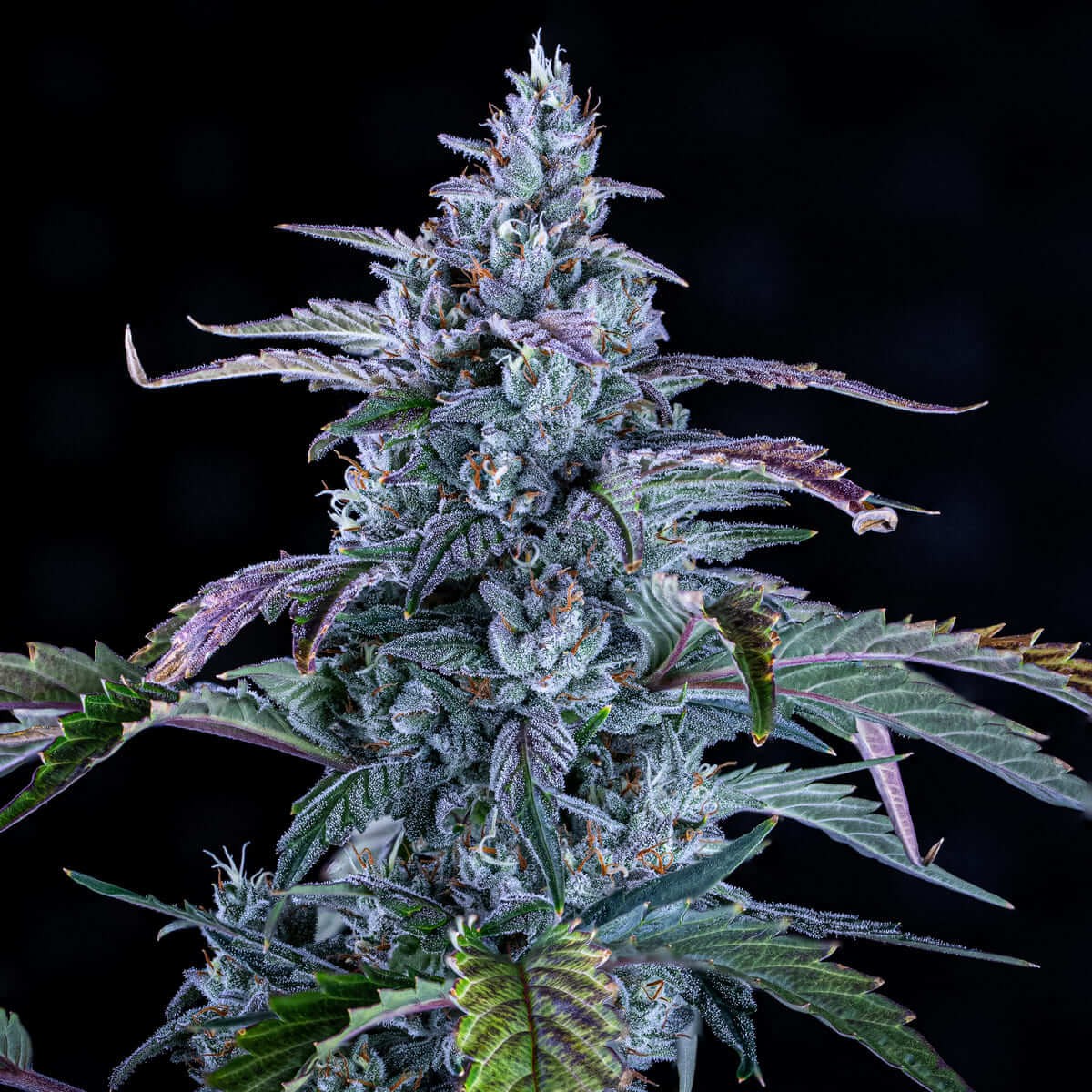 Fugue State Auto Autoflower by Mephisto Genetics