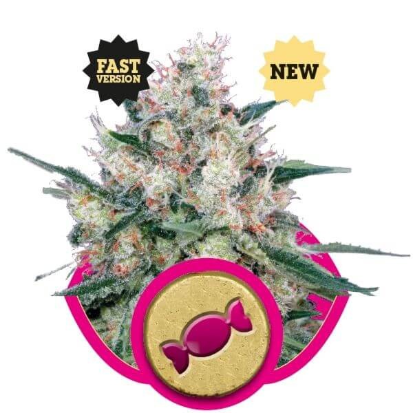 Honey Cream Fast Flowering Feminized by Royal Queen Seeds