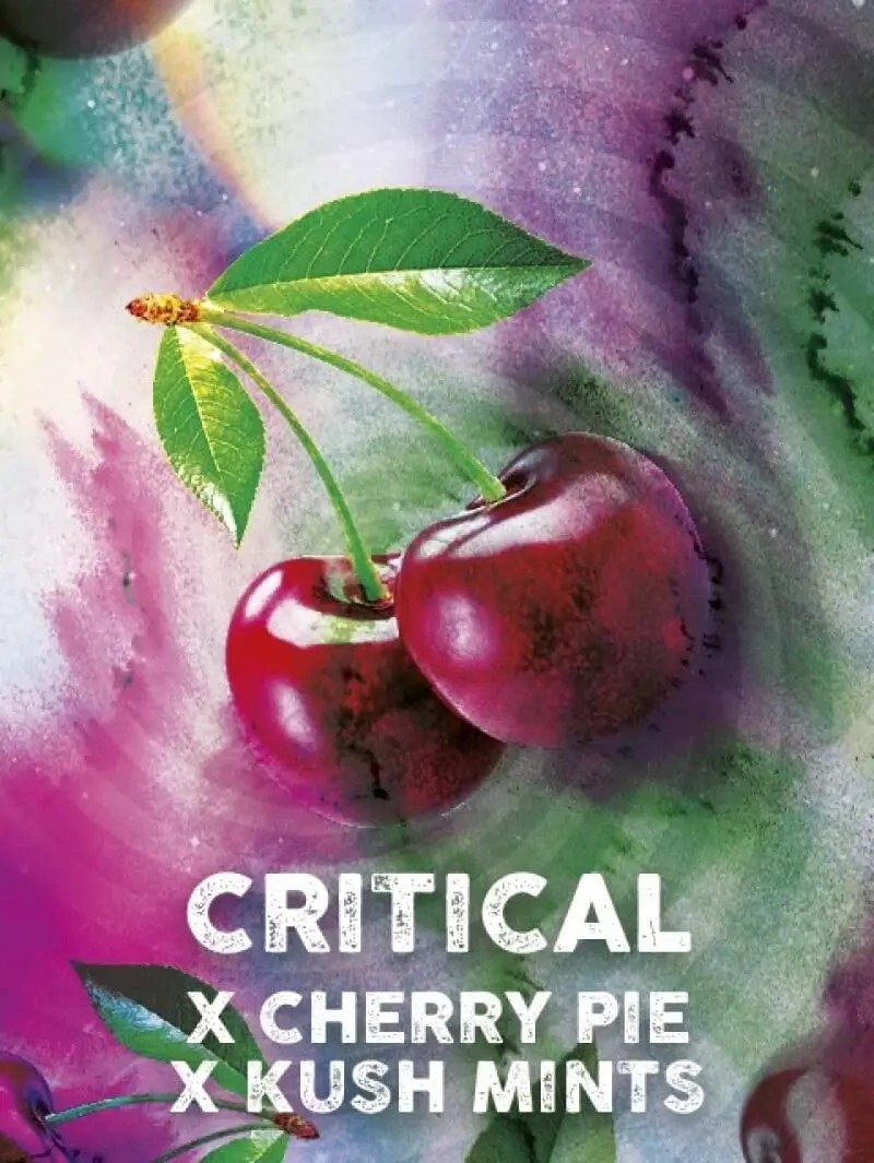 Critical Cherry Feminized by Tramuntana Seeds