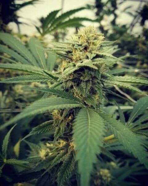 Critical Sour Feminized by Female Seeds