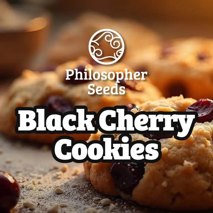 Black Cherry Cookies Feminized by Philosopher Seeds
