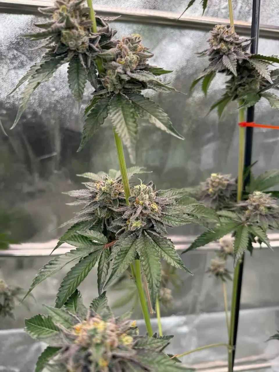 Gary Sherbet Feminized by Fast Buds