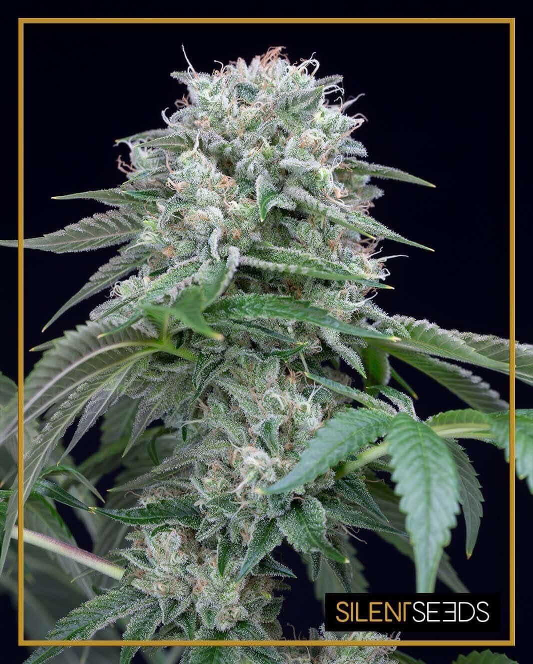 Starfire OG Feminized by Silent Seeds